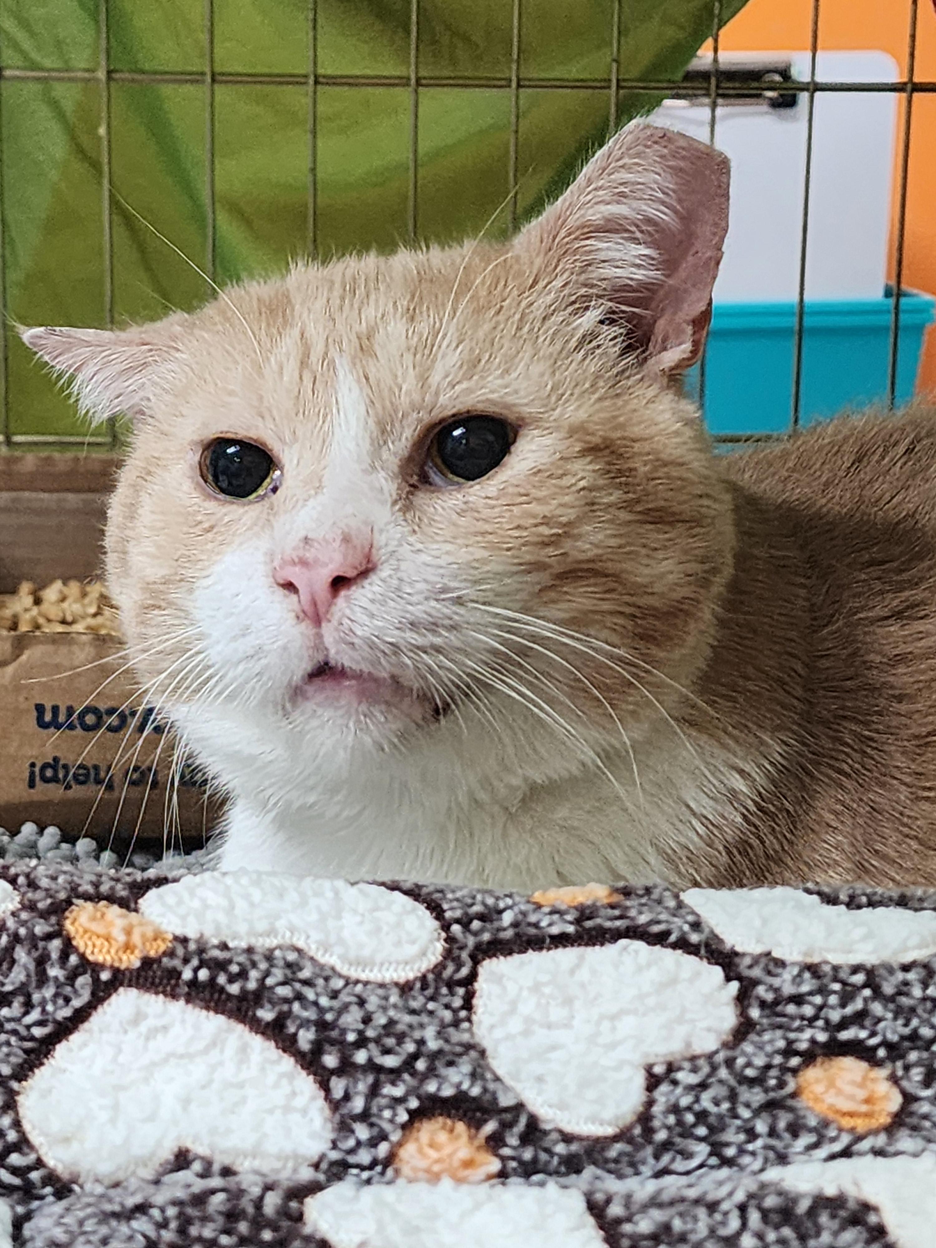Enlarge Miles, a Adoptable Domestic Short Hair in Philadelphia, PA image 1/3