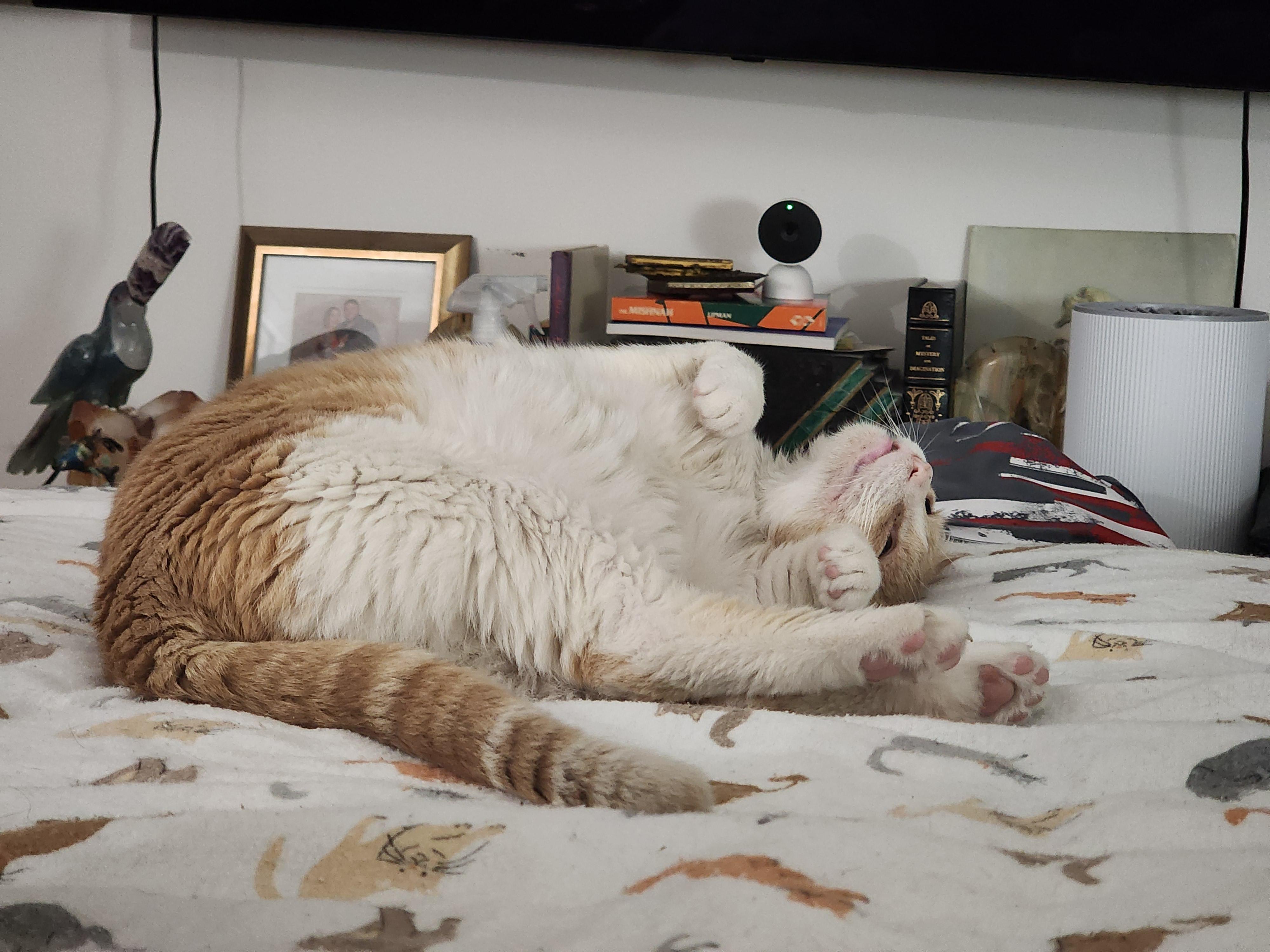 Enlarge Miles, a Adoptable Domestic Short Hair in Philadelphia, PA image 3/3