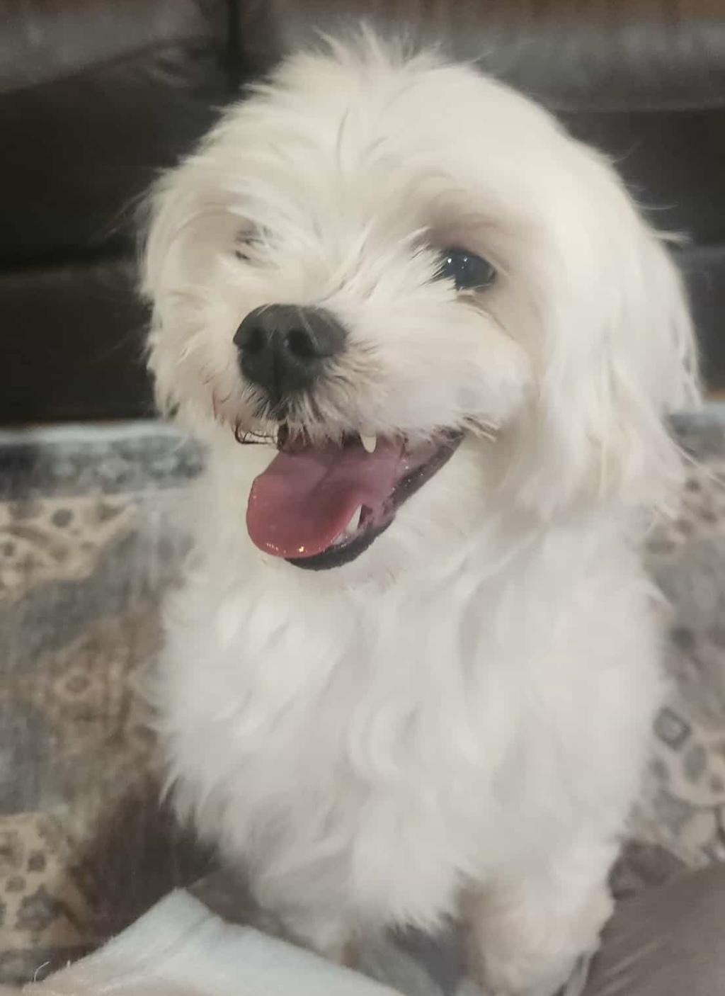 Enlarge Charlie, a ADOPTABLE Maltese in Mount Prospect, IL image 1/5