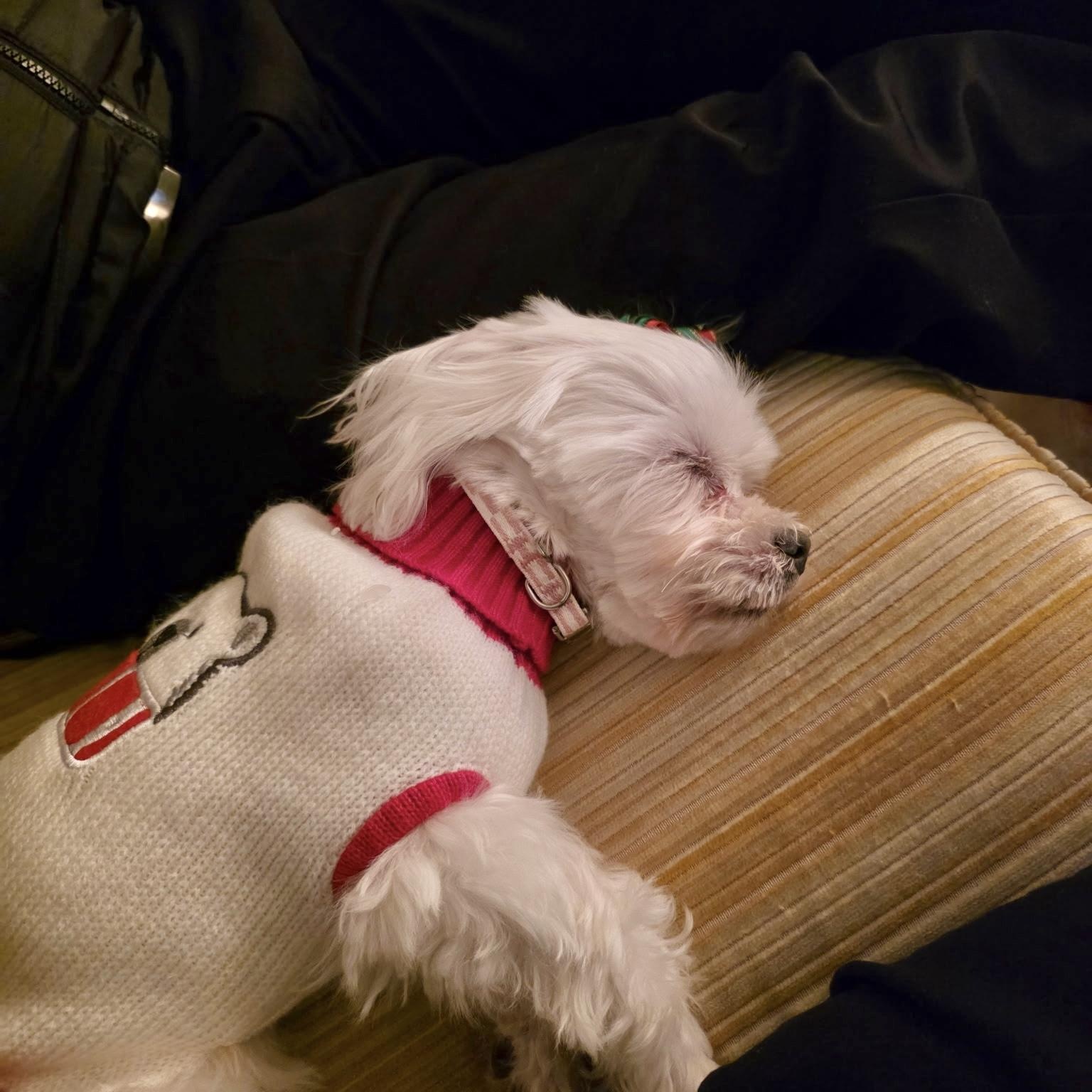 Enlarge Charlie, a ADOPTABLE Maltese in Mount Prospect, IL image 2/5