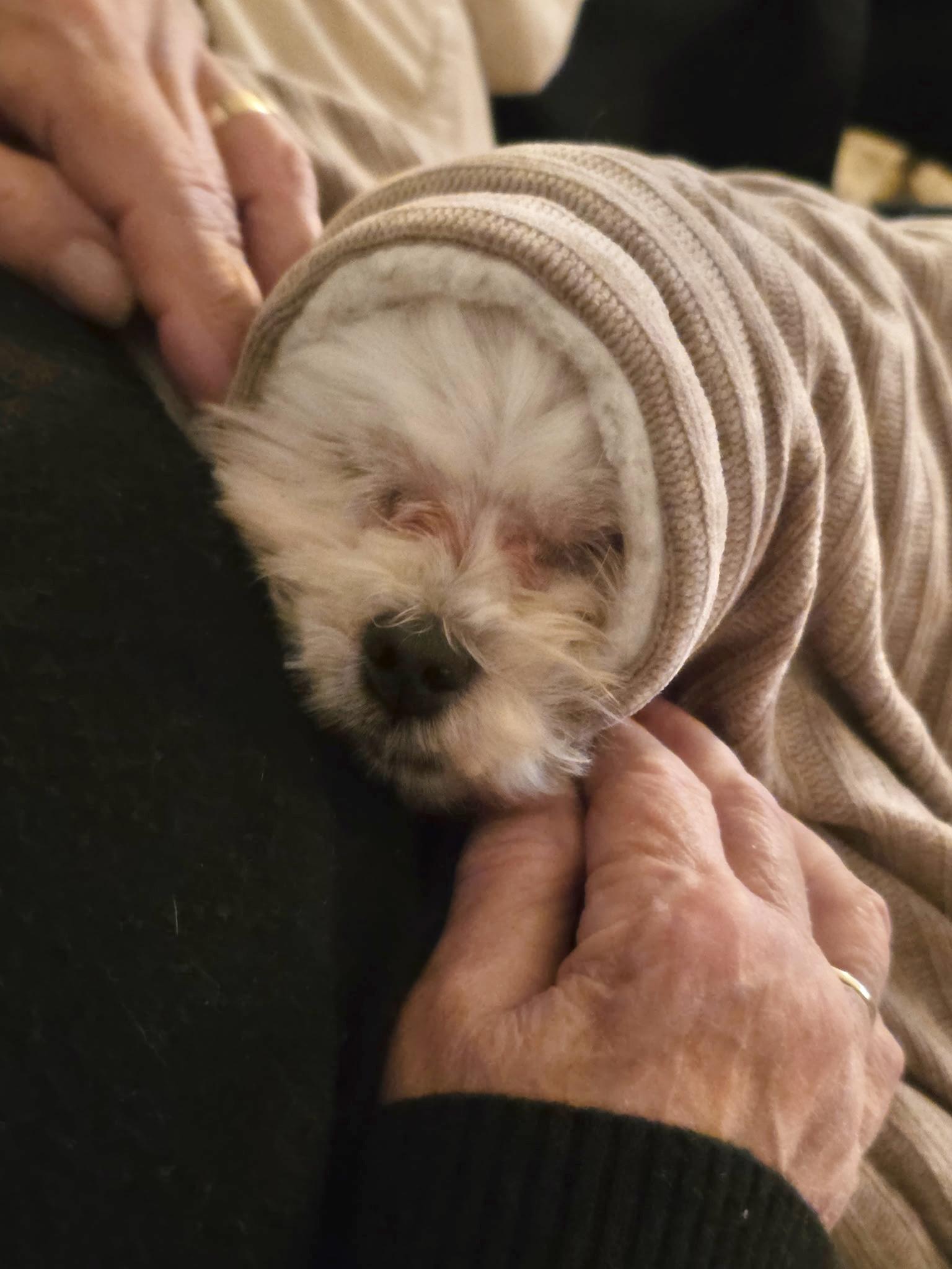 Enlarge Charlie, a ADOPTABLE Maltese in Mount Prospect, IL image 3/5