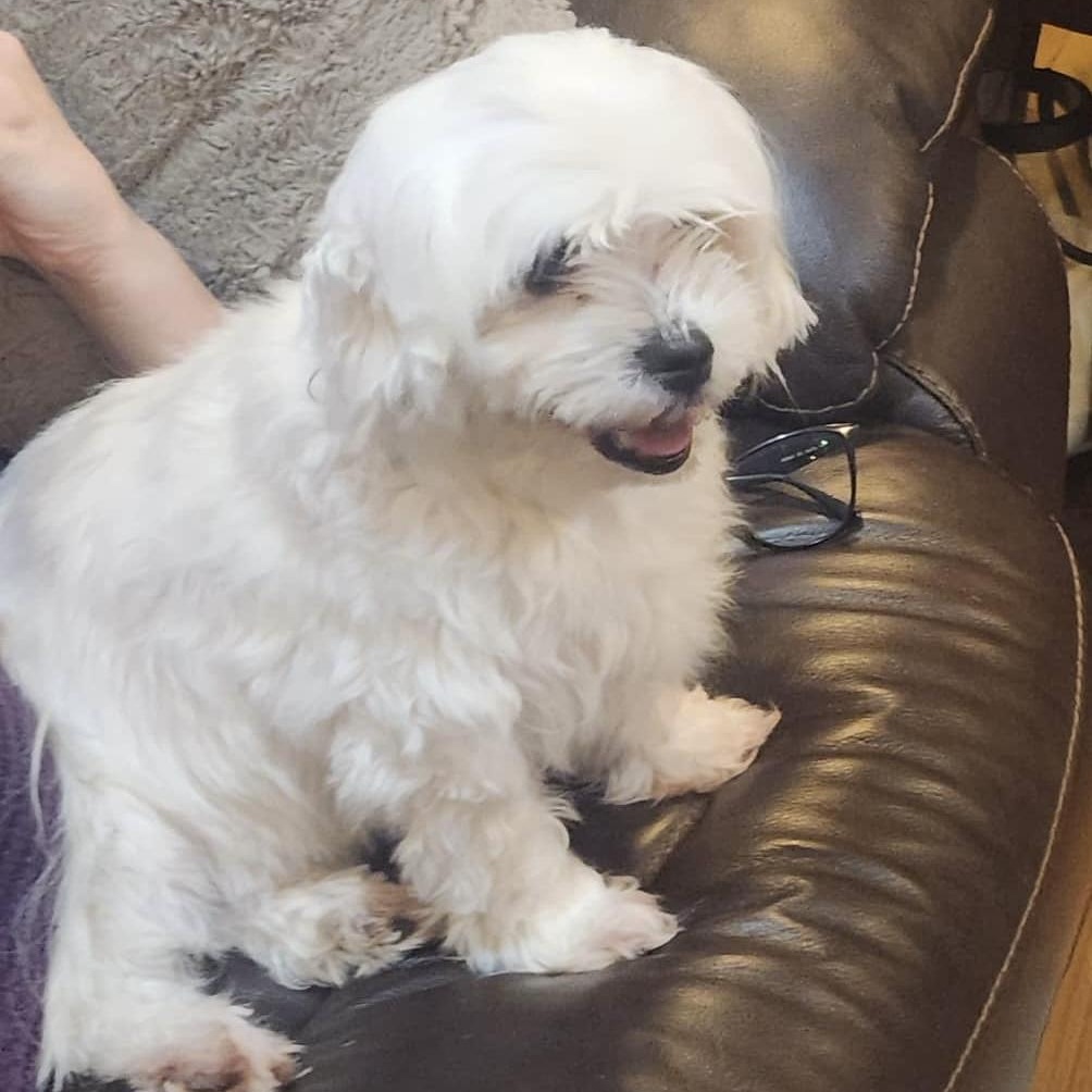 Enlarge Charlie, a ADOPTABLE Maltese in Mount Prospect, IL image 4/5