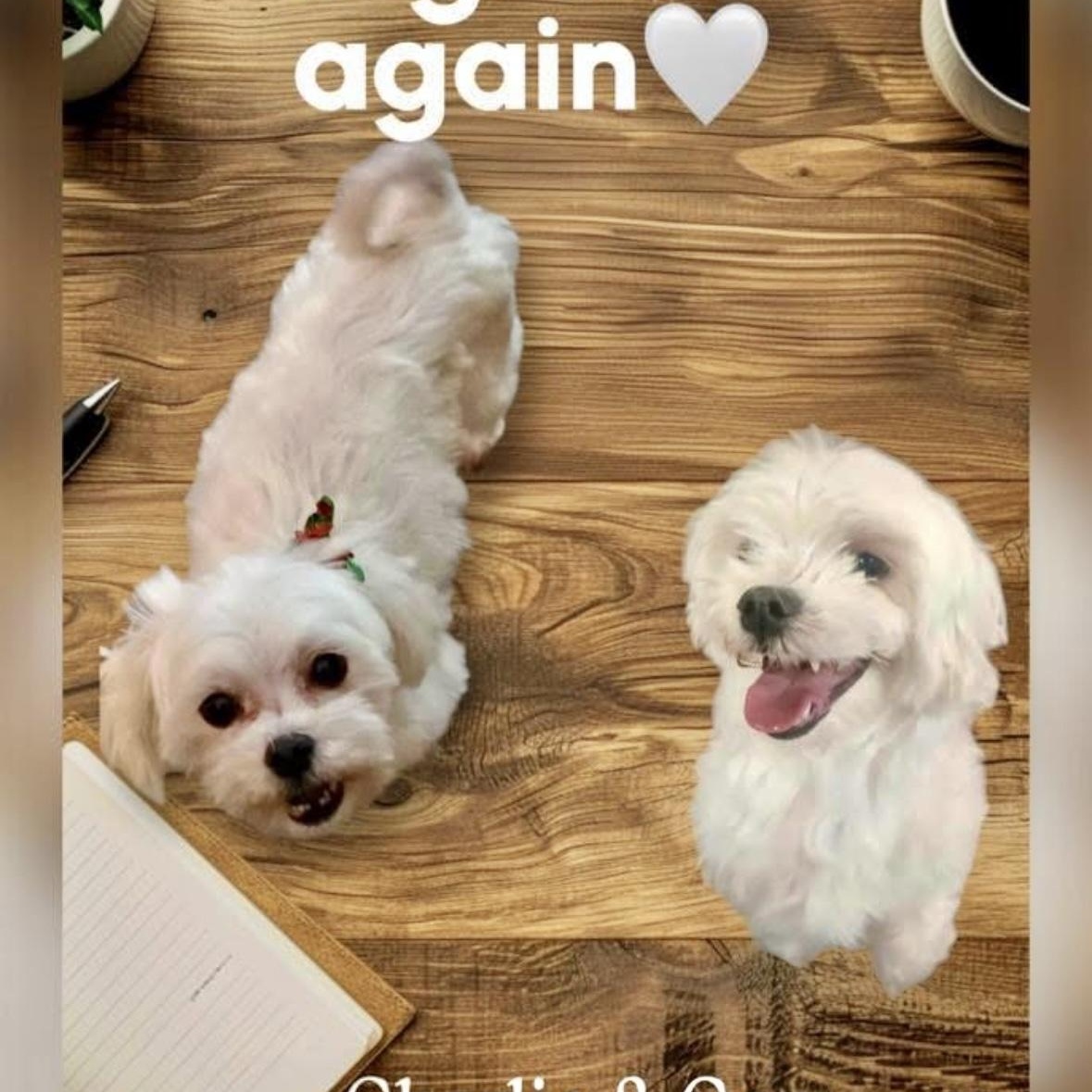 Enlarge Charlie, a ADOPTABLE Maltese in Mount Prospect, IL image 5/5