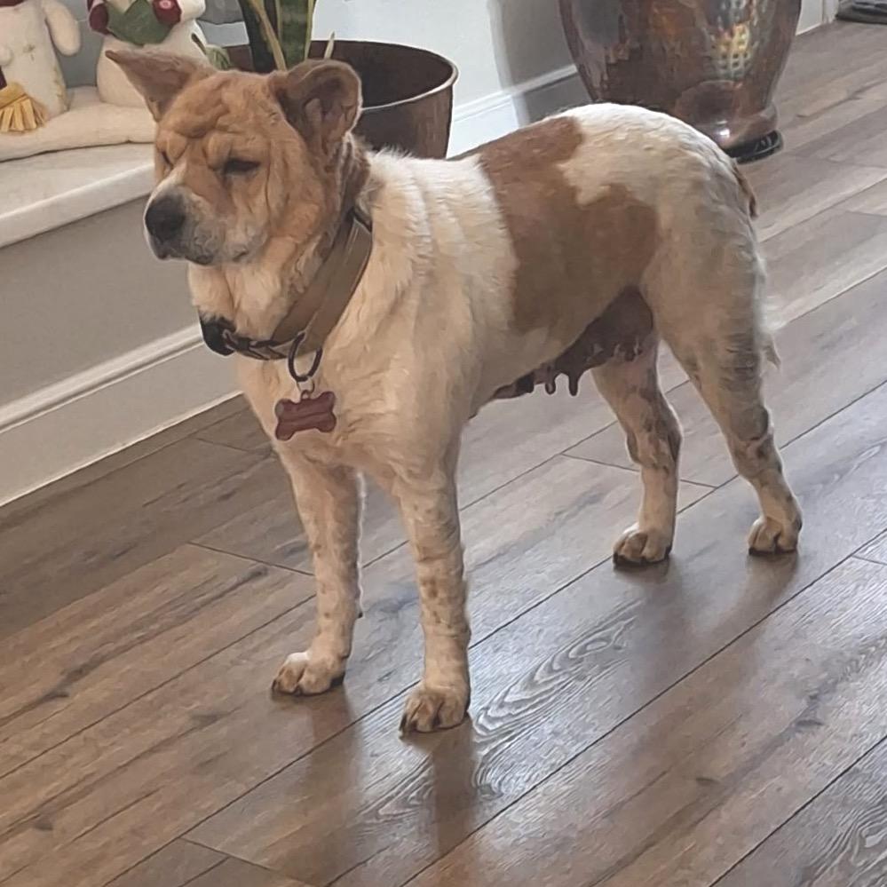 Julie, Adoptable, Adult Female Mixed Breed.