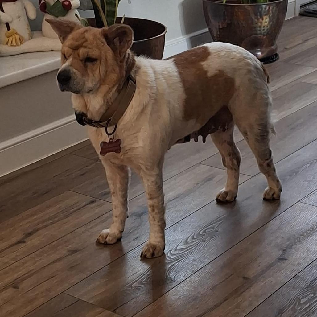 Unpolished Jewel, Adoptable, Adult Female Mixed Breed.