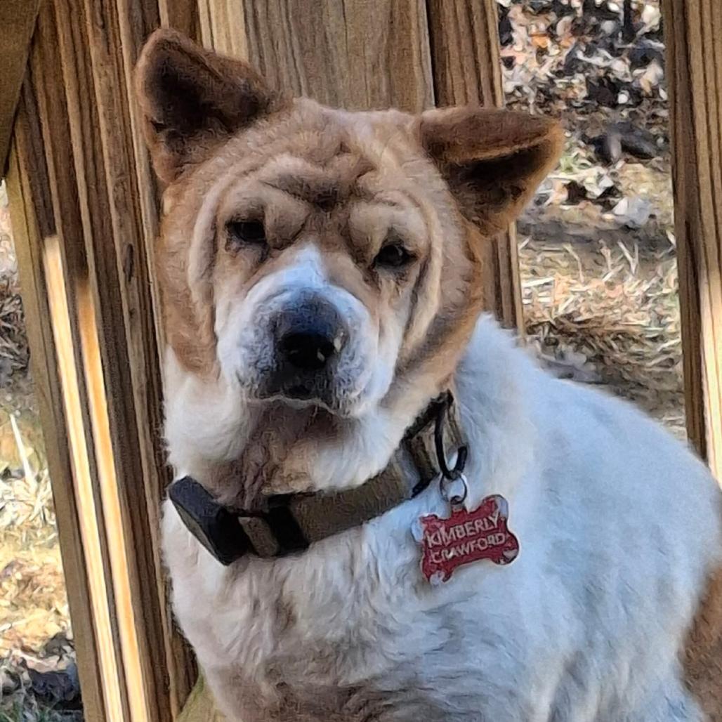 Enlarge Julie, a Adoptable Mixed Breed in Fredericksburg, VA image 2/3