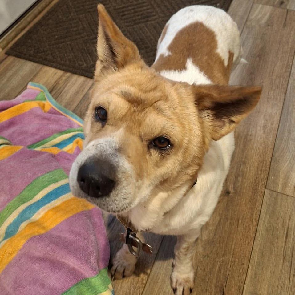 Enlarge Julie, a Adoptable Mixed Breed in Fredericksburg, VA image 3/3