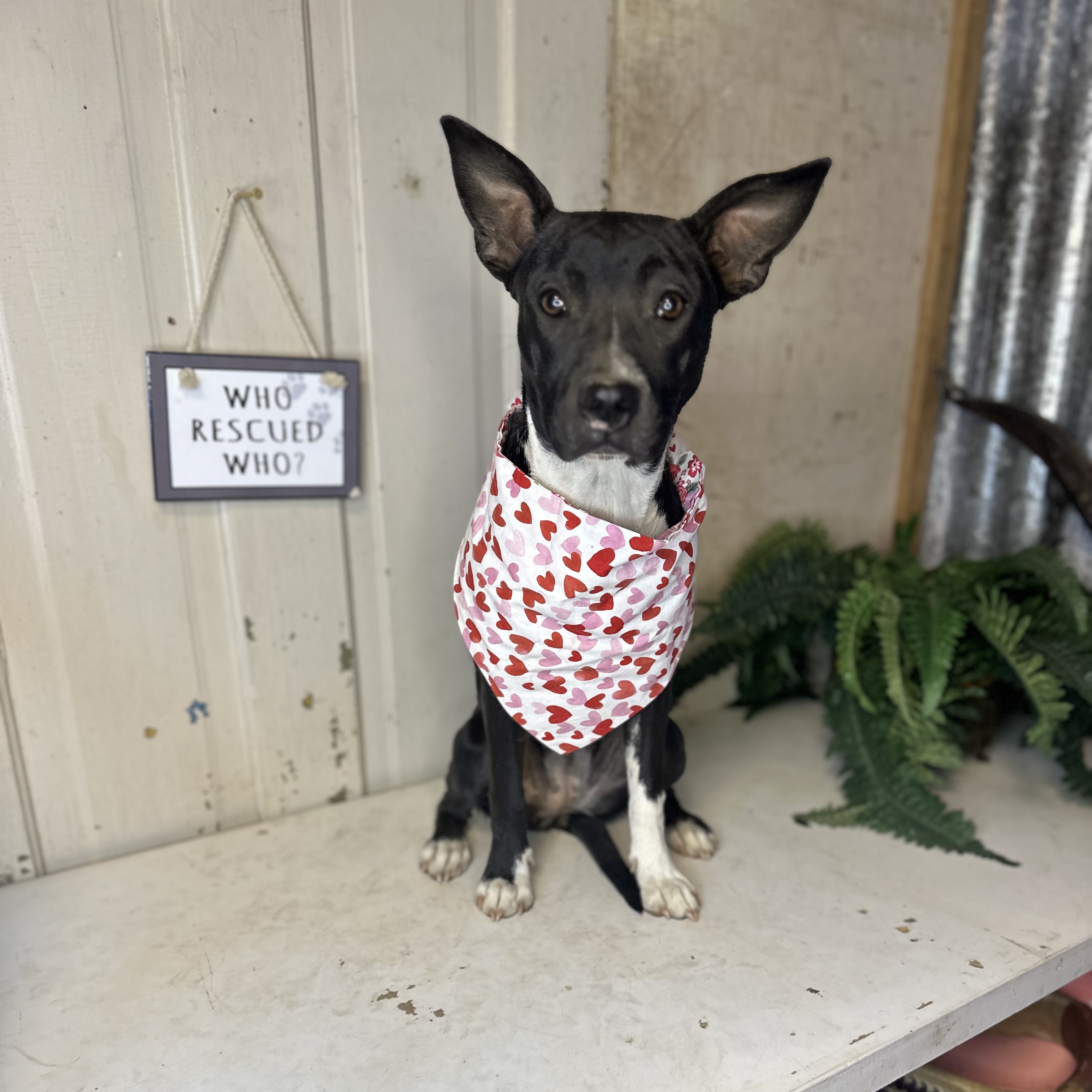 Dog for adoption Lily, an Australian Cattle Dog / Blue Heeler & Feist
