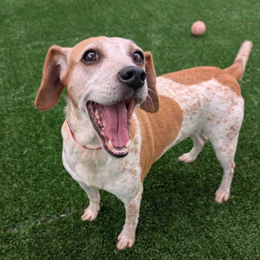Lulu, Adoptable, Young Female Beagle & Mixed Breed.