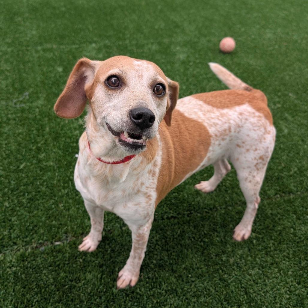 Enlarge Lulu, a Adoptable mixed breed in Chicago, IL image 2/3