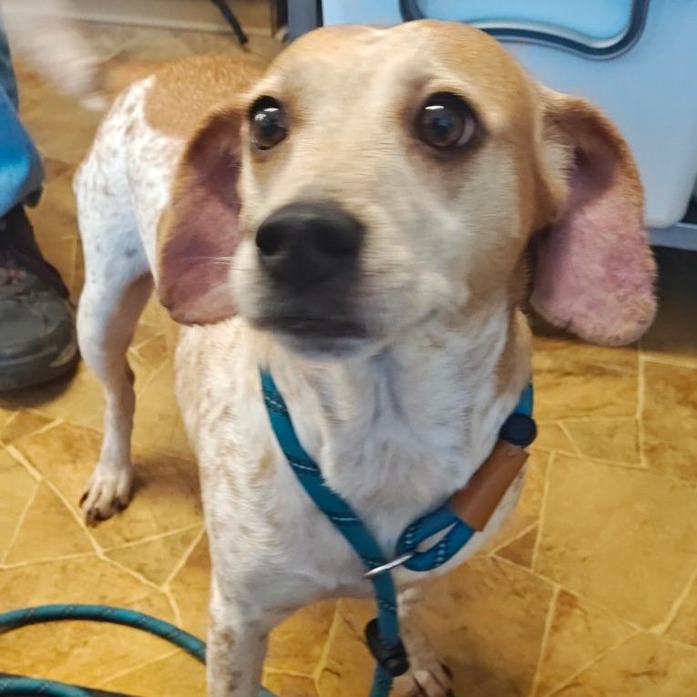 Enlarge Lulu, a Adoptable mixed breed in Chicago, IL image 3/3