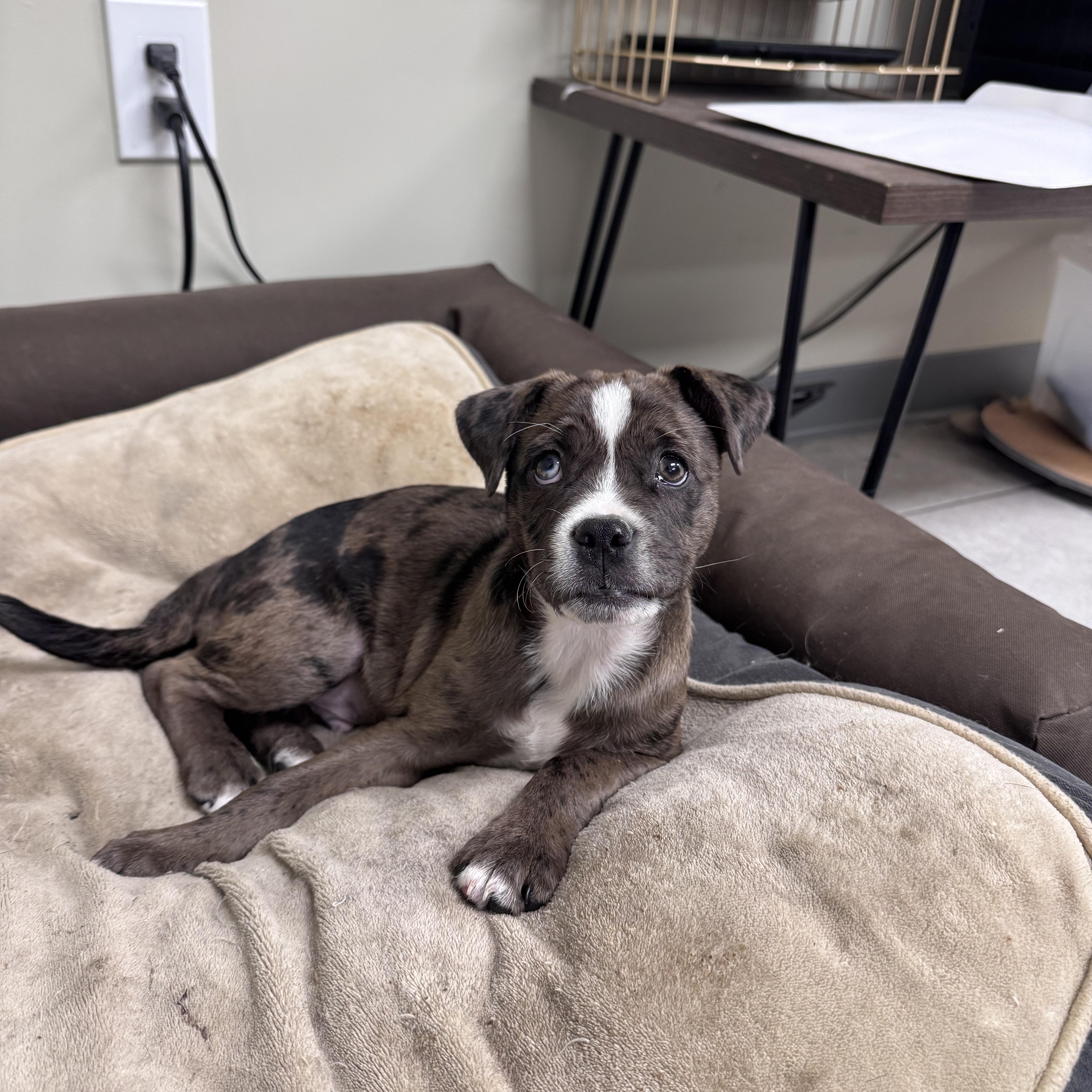 Enlarge Bud, a ADOPTABLE mixed breed in Simsbury, CT image 3/5