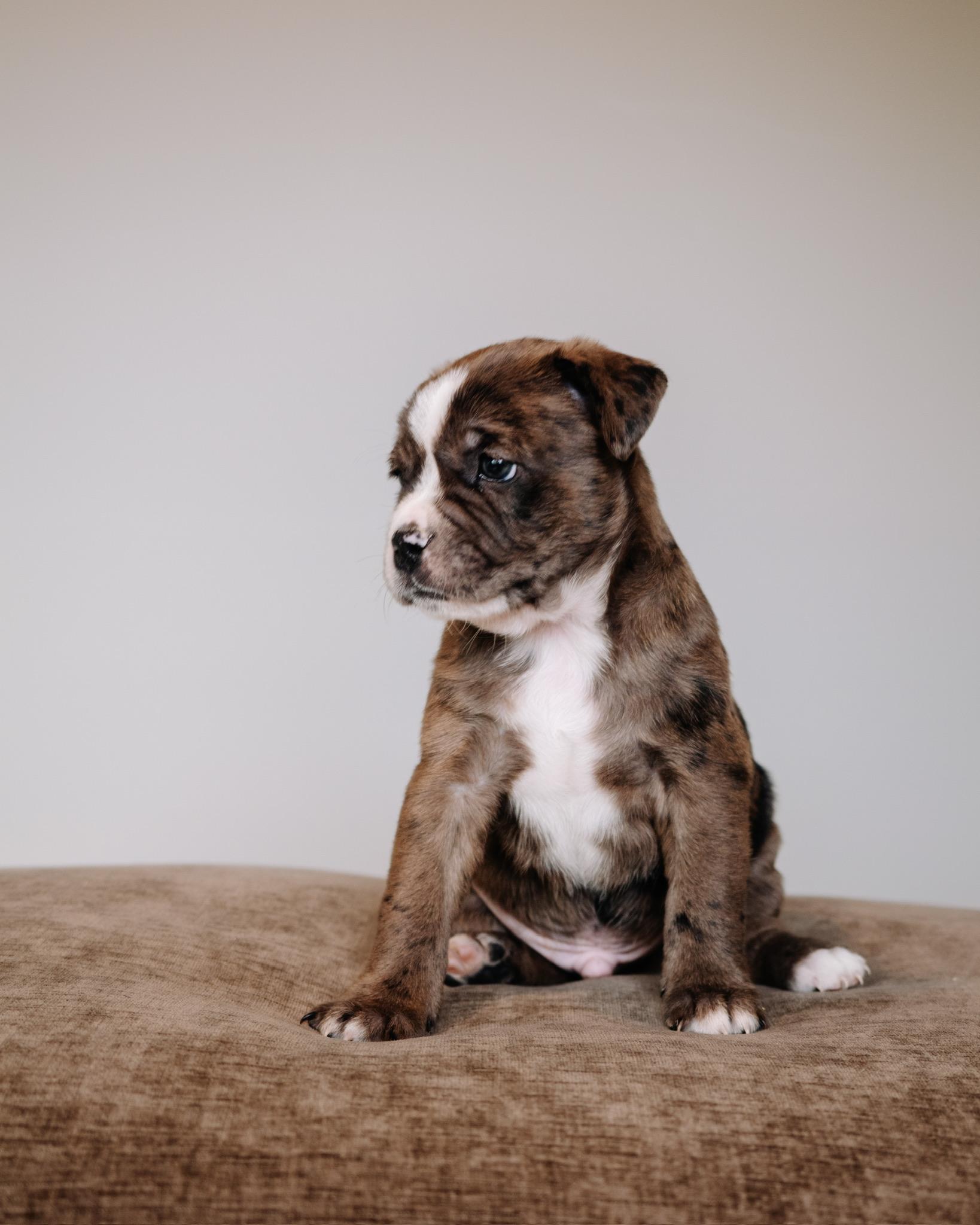 Enlarge Bud, a ADOPTABLE mixed breed in Simsbury, CT image 2/2