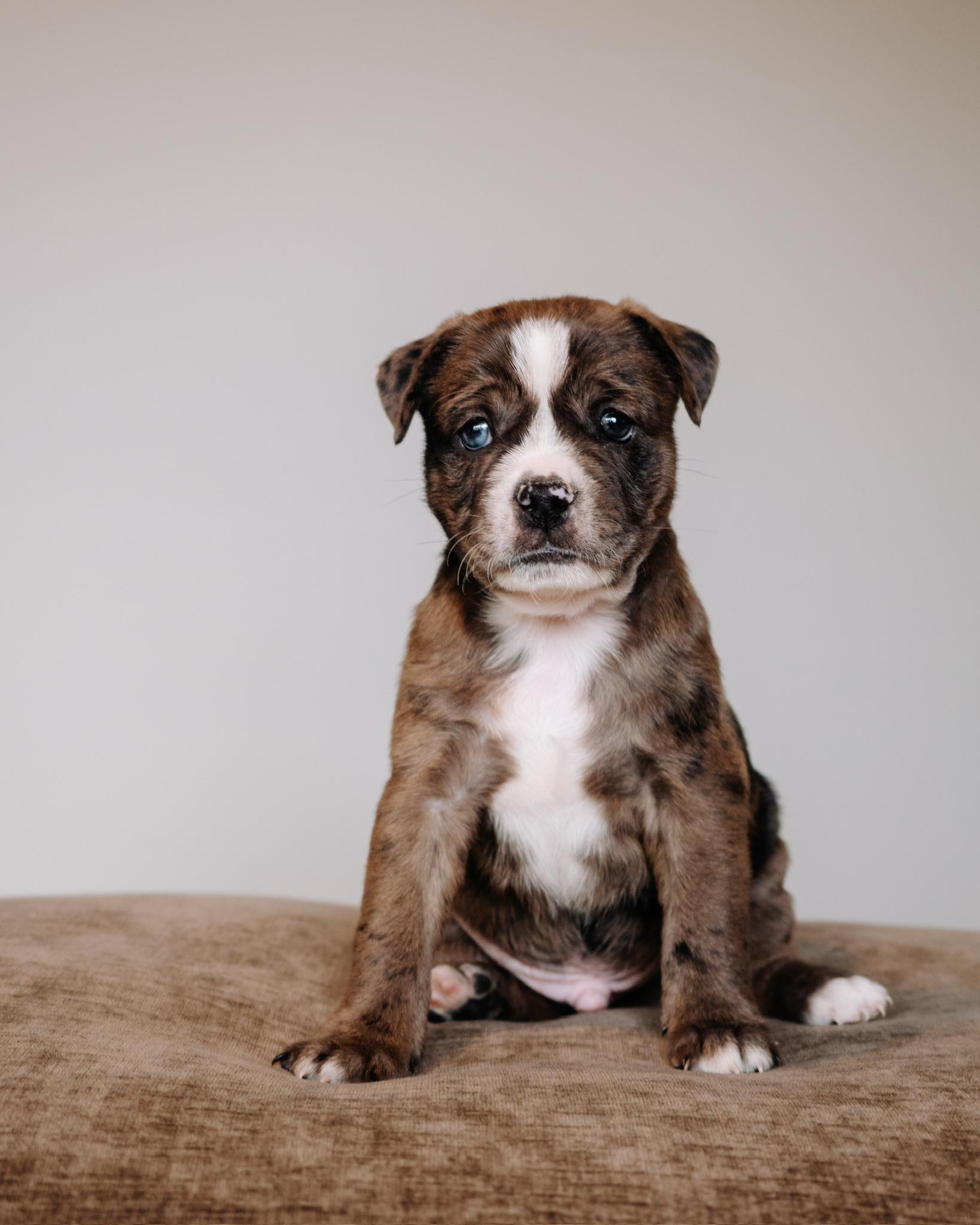 Bud, ADOPTABLE, Puppy Male Pug & Terrier.