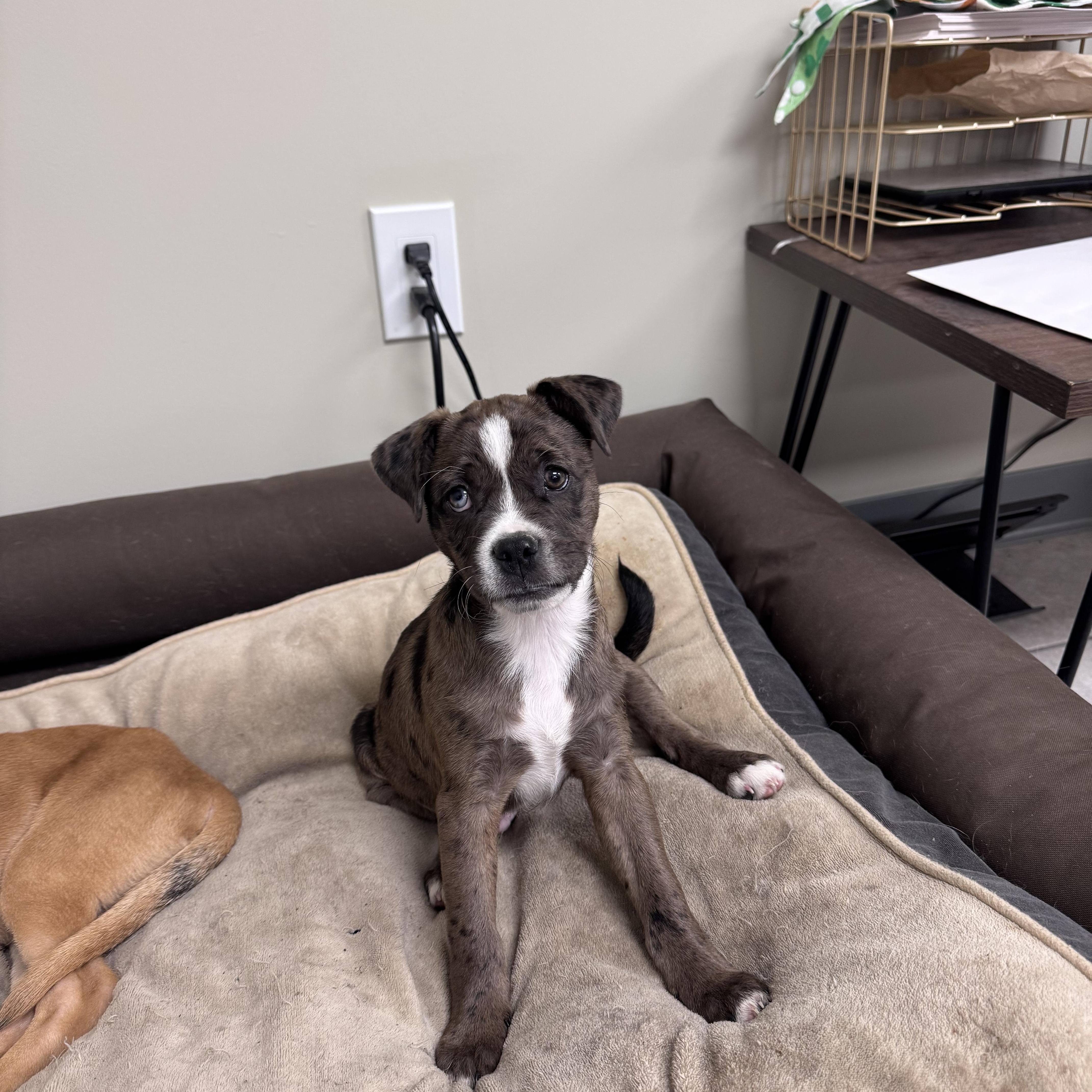 Bud, ADOPTABLE, Puppy Male Pug & Pit Bull Terrier.