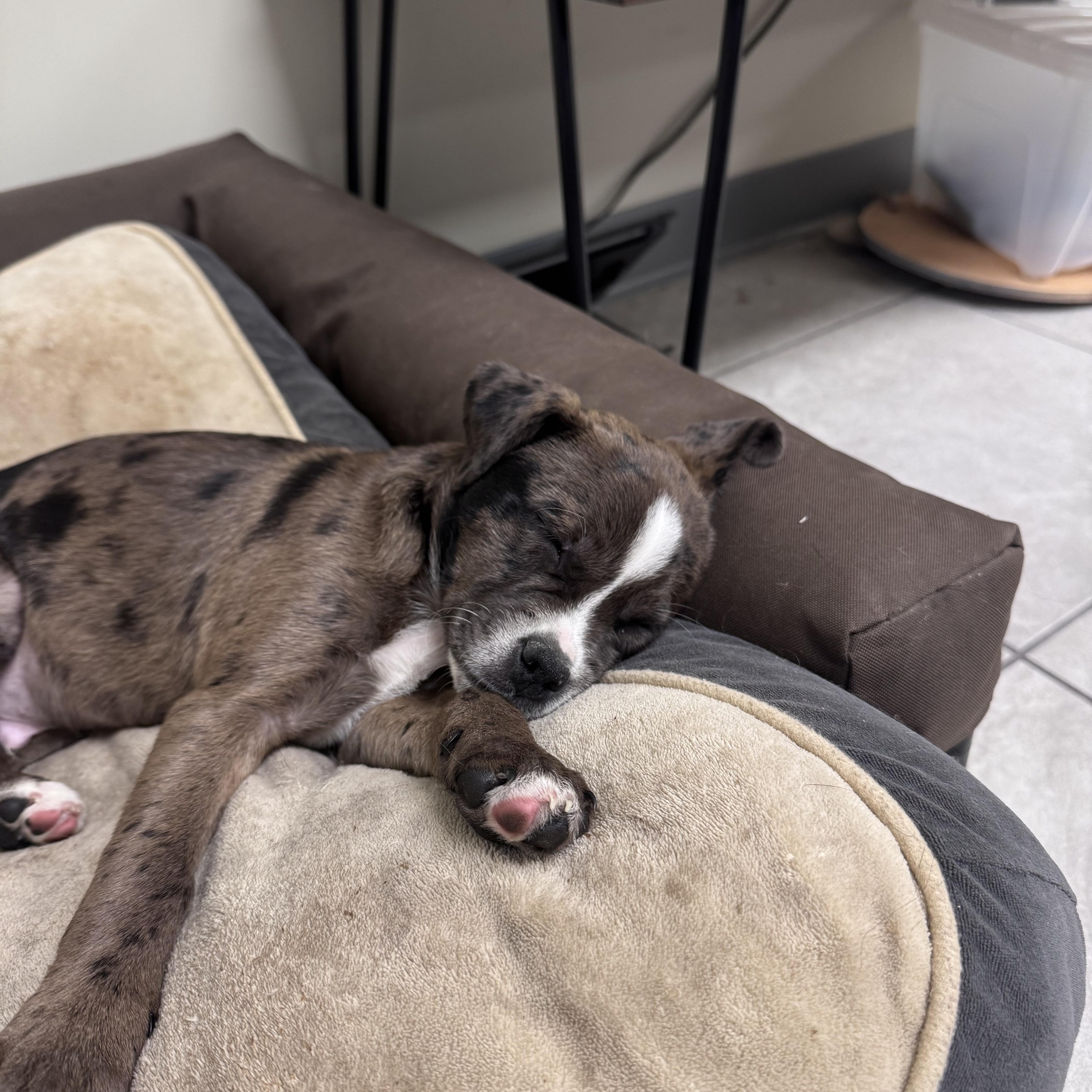 Enlarge Bud, a ADOPTABLE mixed breed in Simsbury, CT image 2/5