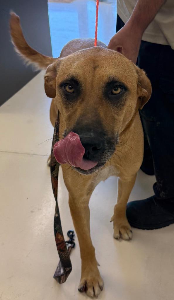 Blaze, Adopted, Adult Male Rhodesian Ridgeback & Mixed Breed.