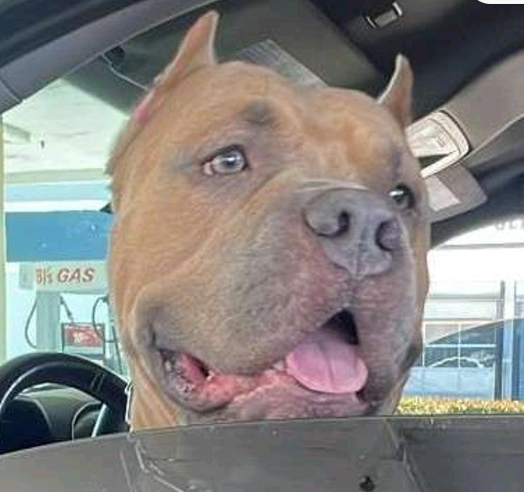 Enlarge Bane, a Adoptable American Bully in Hialeah, FL image 2/2