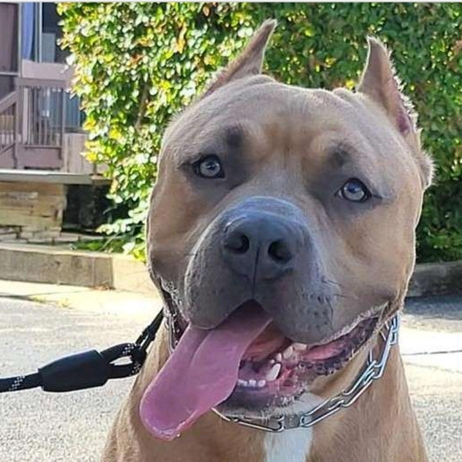 Enlarge Bane, a Adoptable American Bully in Hialeah, FL image 1/2