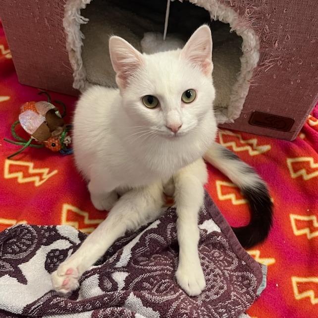 Tuulikki, Adoptable, Young Female Domestic Short Hair.