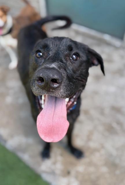 Enlarge DEX, a Adoptable Mixed Breed in Dallas, TX image 1/1