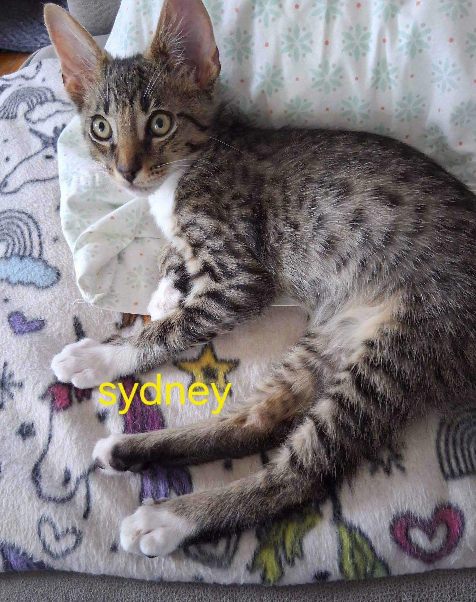 Sydney, ADOPTABLE, Kitten Male Tabby.