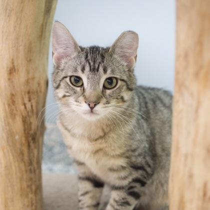 Biscotti, Adoptable, Kitten Male Domestic Short Hair & Domestic Short Hair.
