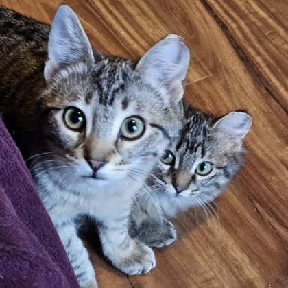 Enlarge Biscotti, a Adoptable mixed breed in Verona, WI image 2/3