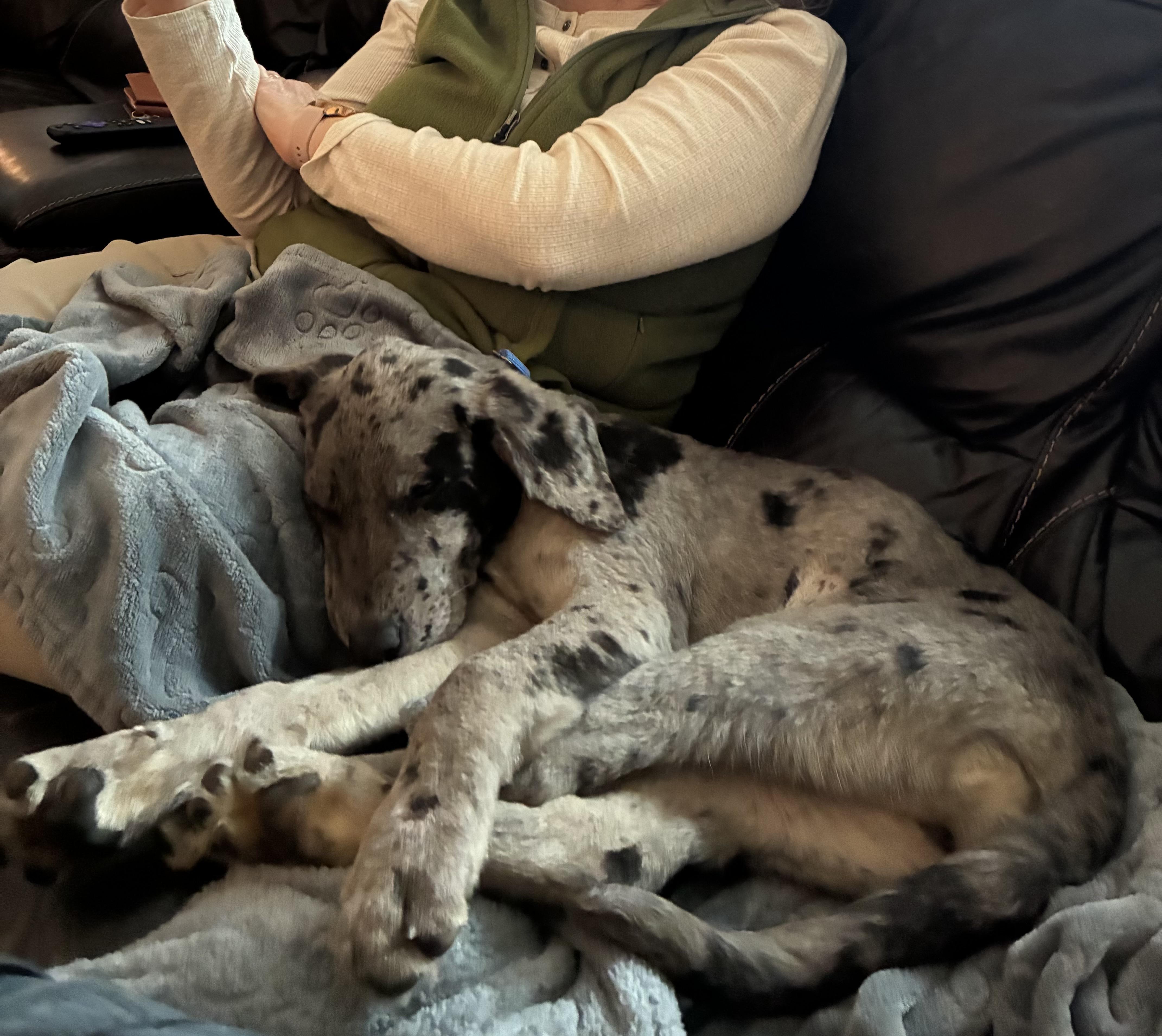 Enlarge Grey, an adopted Mixed Breed in Ridgefield, CT image 4/6