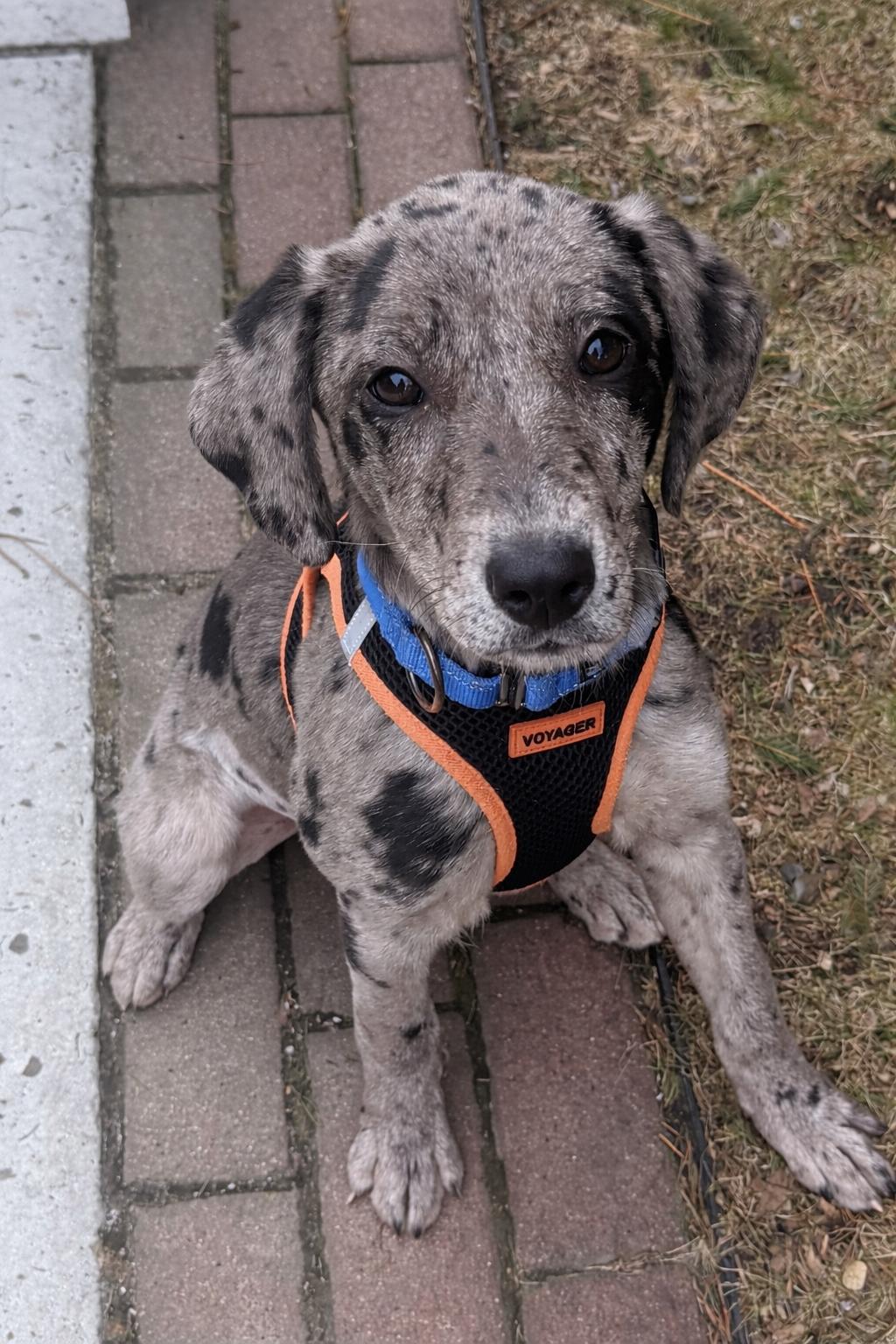 Grey, adoptable, Puppy Female Mixed Breed.