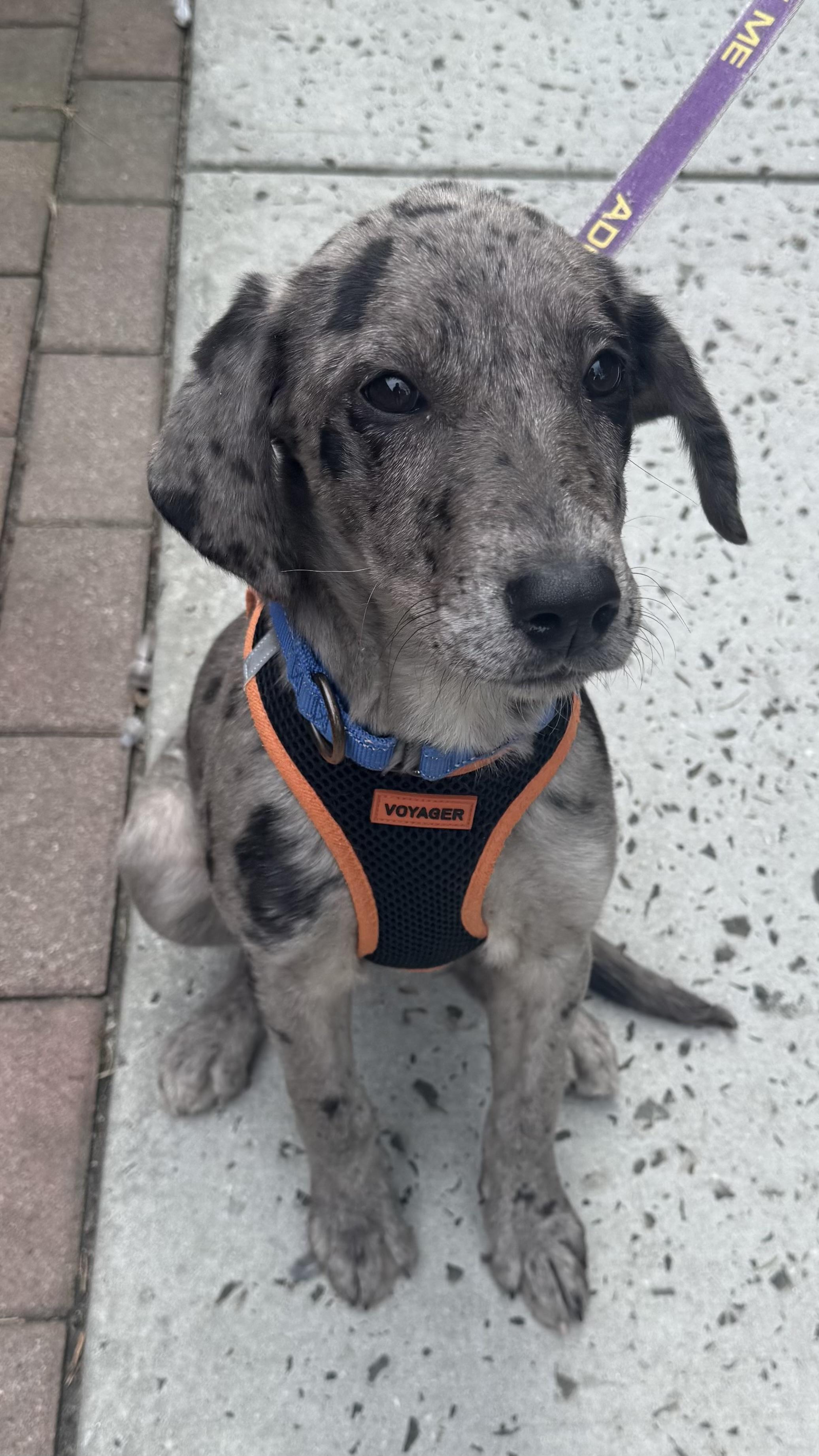 Enlarge Grey, an adopted Mixed Breed in Ridgefield, CT image 2/6