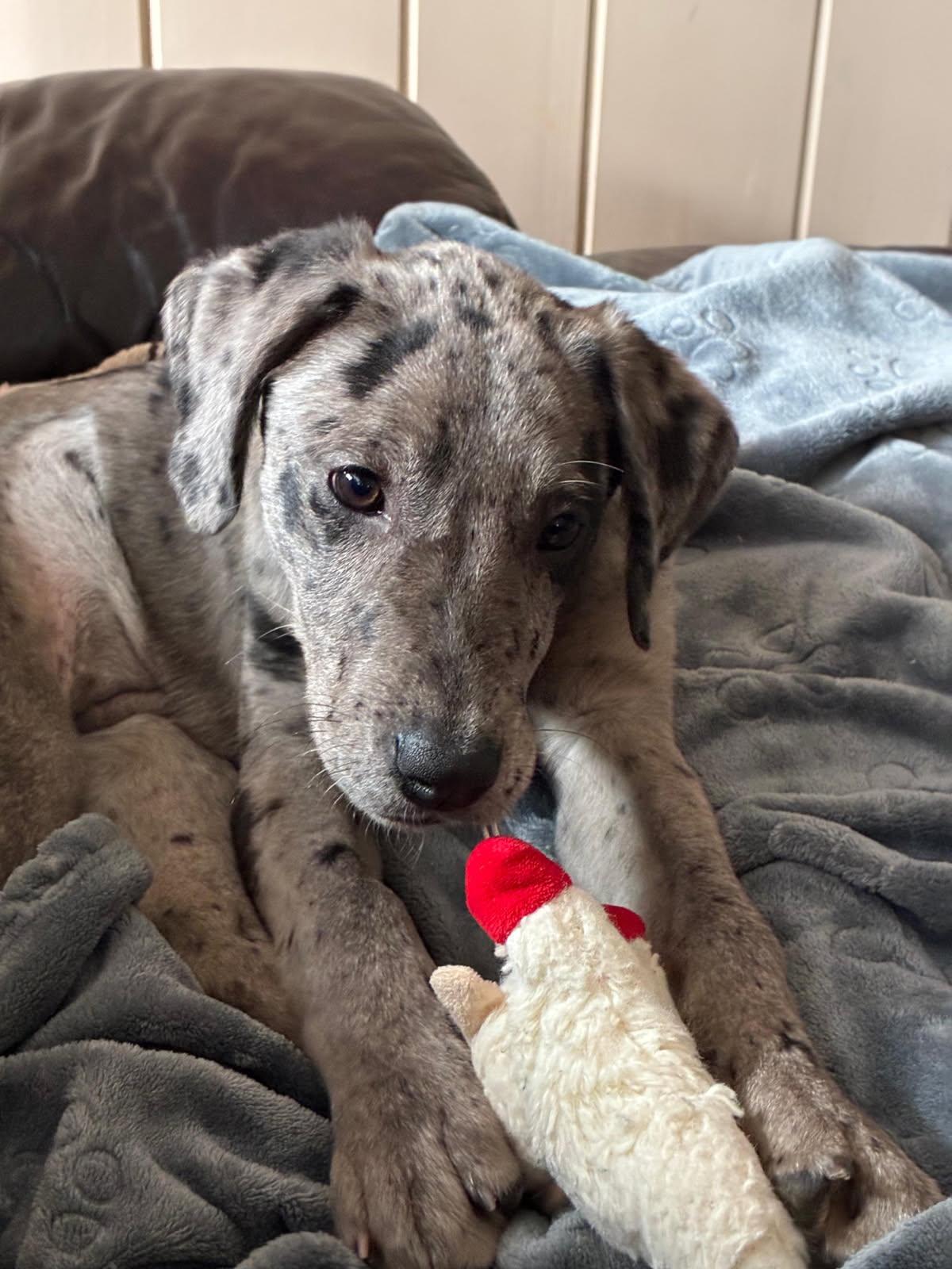 Enlarge Grey, an adopted Mixed Breed in Ridgefield, CT image 3/6