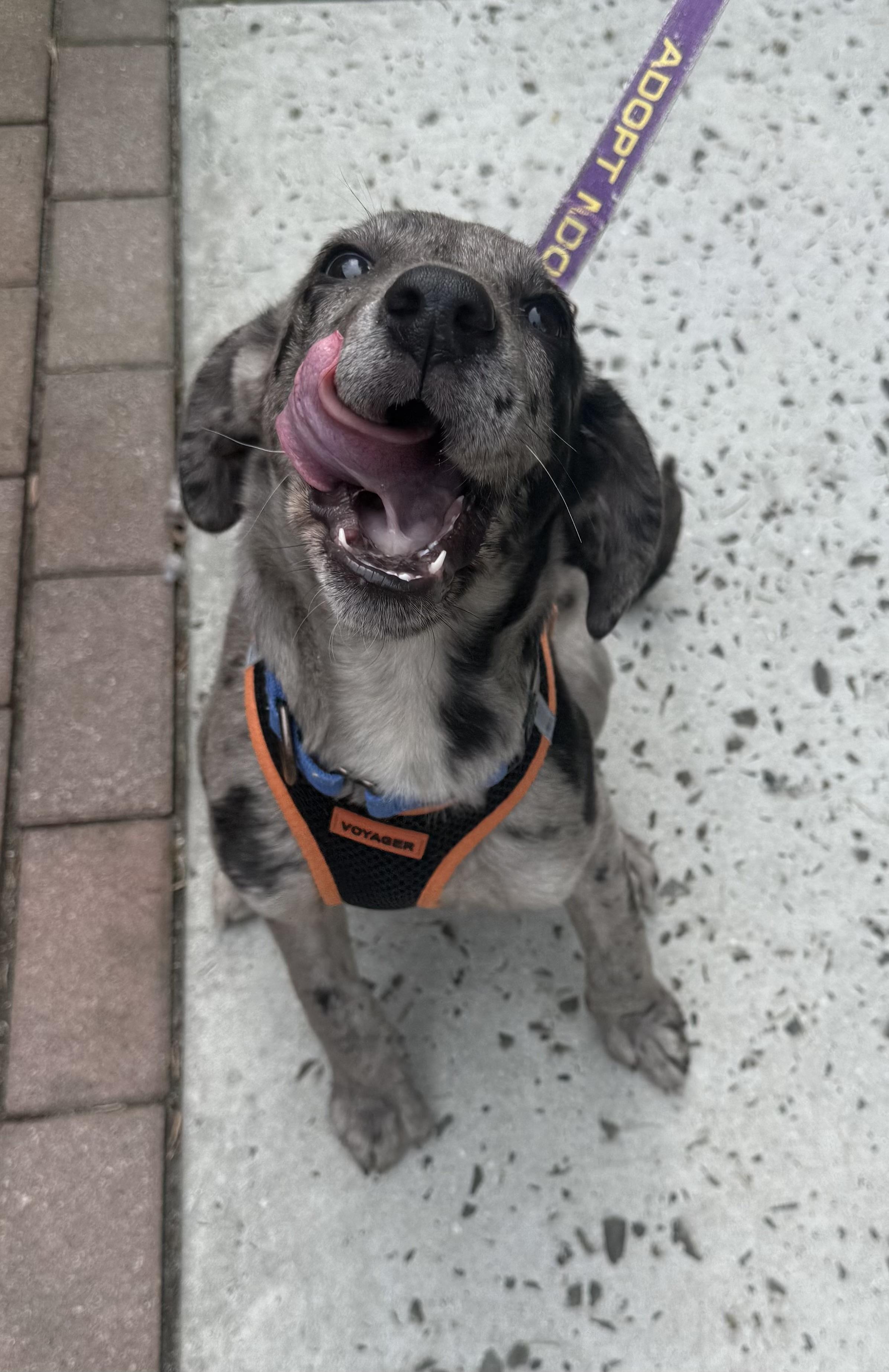 Enlarge Grey, an adopted Mixed Breed in Ridgefield, CT image 5/6