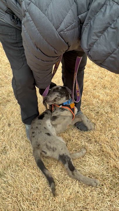 Enlarge Grey, an adopted Mixed Breed in Ridgefield, CT video 6/6
