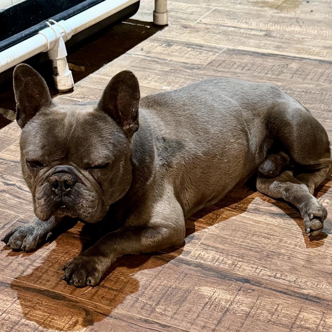 Dimitri , a ADOPTABLE French Bulldog in Pelham, NH image 6/6
