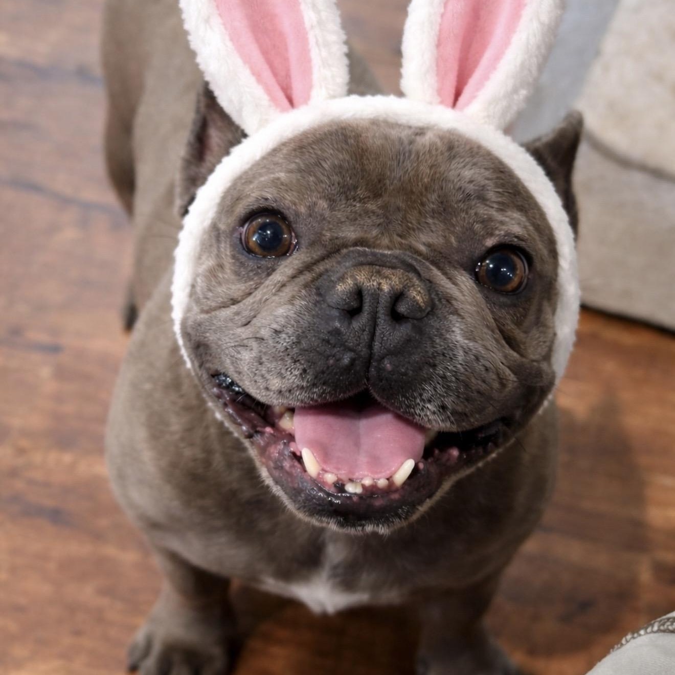 Dimitri , a ADOPTABLE French Bulldog in Pelham, NH image 4/6
