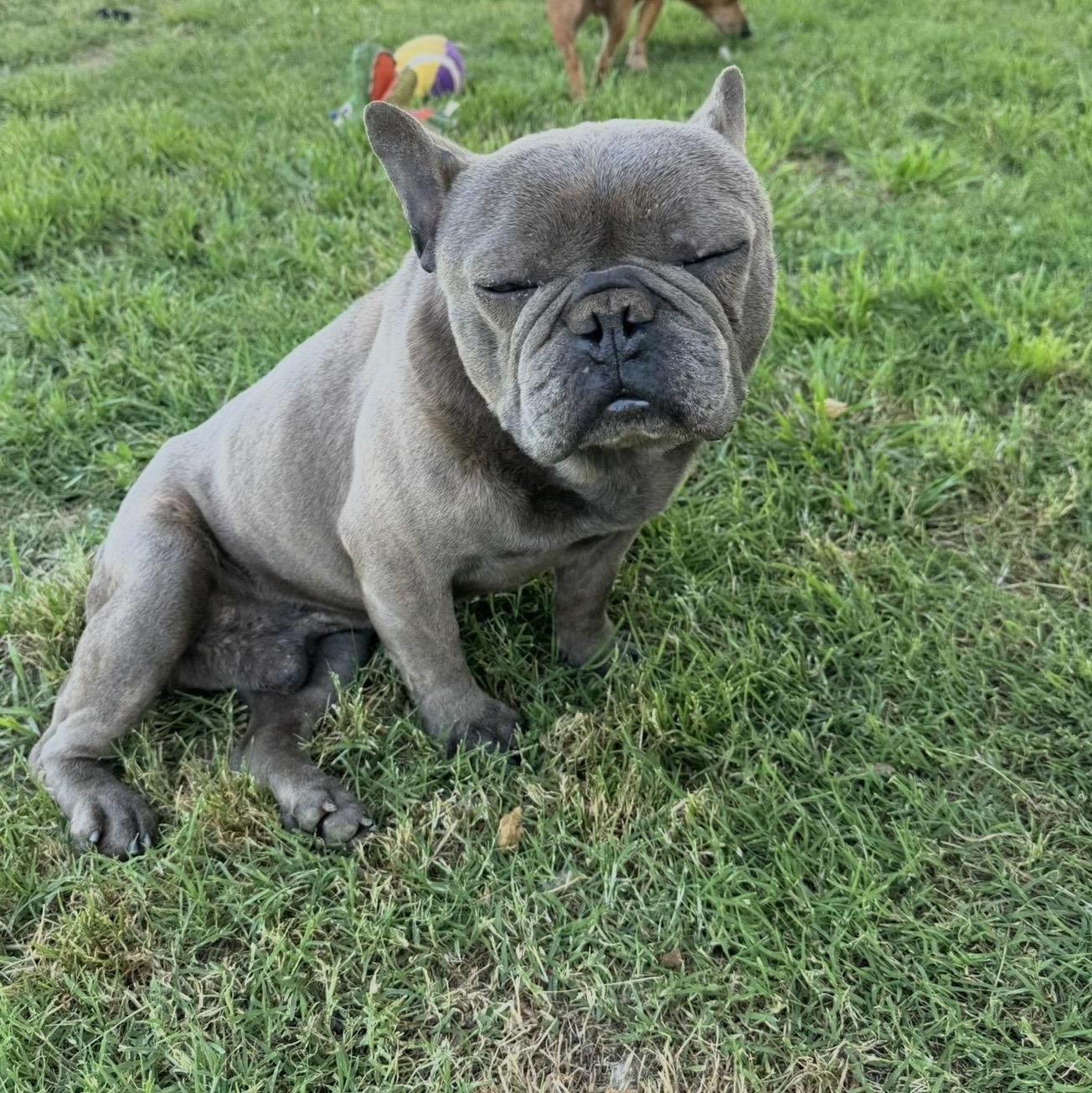 Dimitri , a ADOPTABLE French Bulldog in Pelham, NH image 3/6