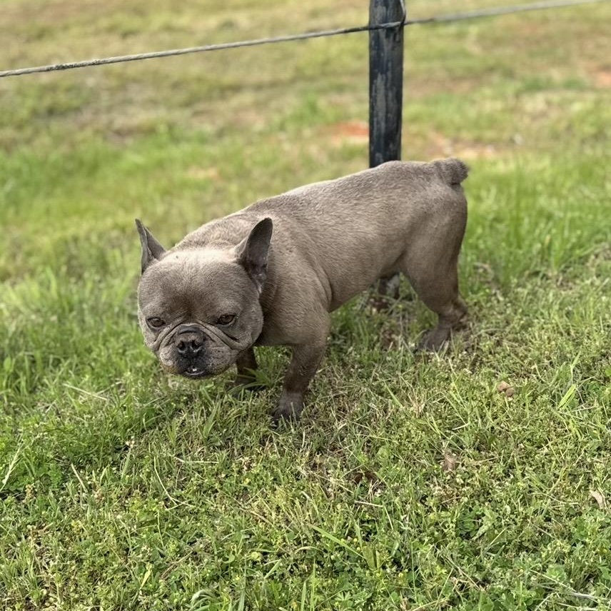 Dimitri , a ADOPTABLE French Bulldog in Pelham, NH image 2/6