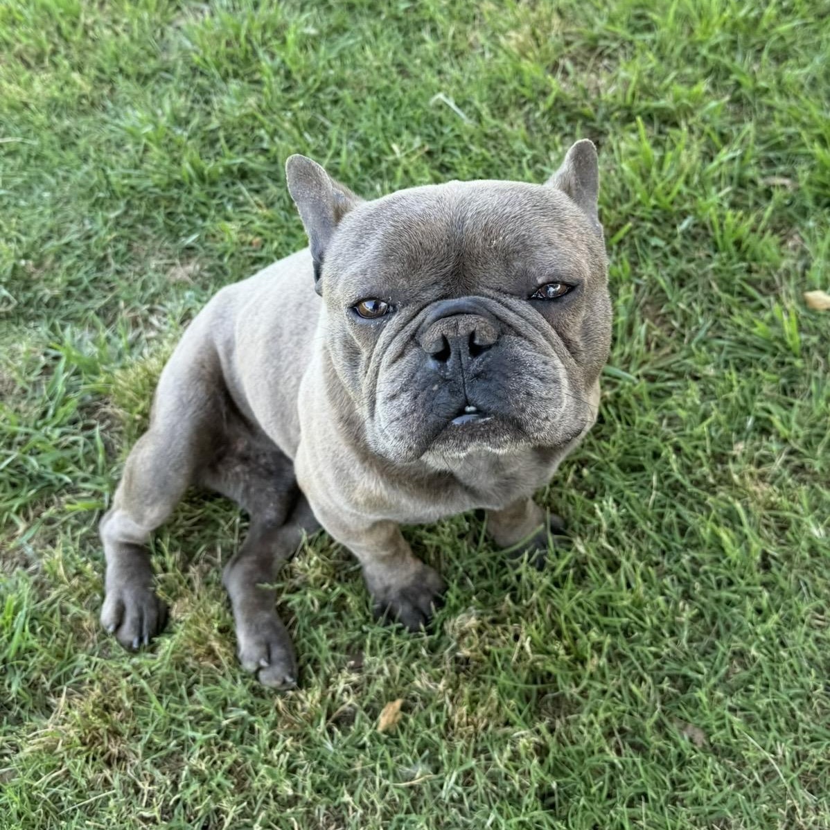 Dimitri , ADOPTABLE, Adult Male French Bulldog.