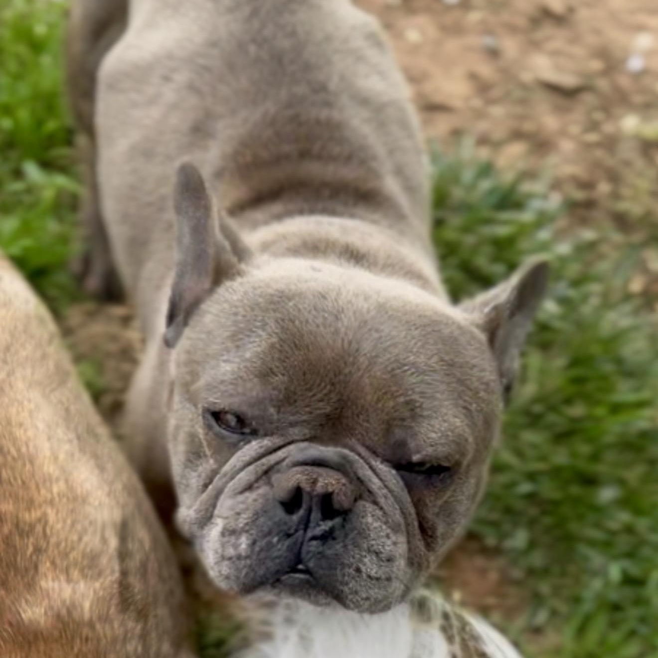 Dimitri , a ADOPTABLE French Bulldog in Pelham, NH image 5/6