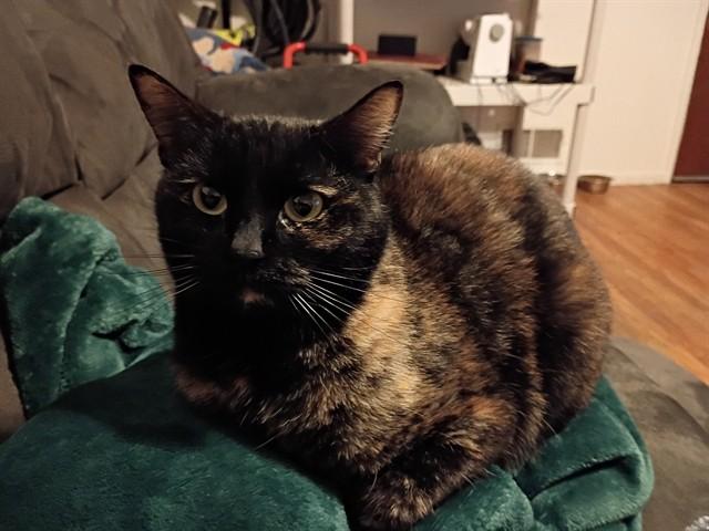 Enlarge RIVER, a Adoptable Domestic Short Hair in Ogden, UT image 1/2