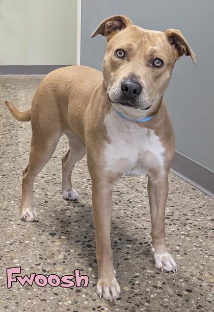 Fwoosh, a Adoptable mixed breed in Mason, MI image 1/3