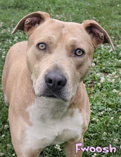 Fwoosh, a Adoptable mixed breed in Mason, MI image 2/3