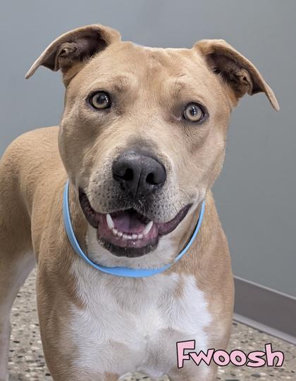 Fwoosh, a Adoptable mixed breed in Mason, MI image 3/3
