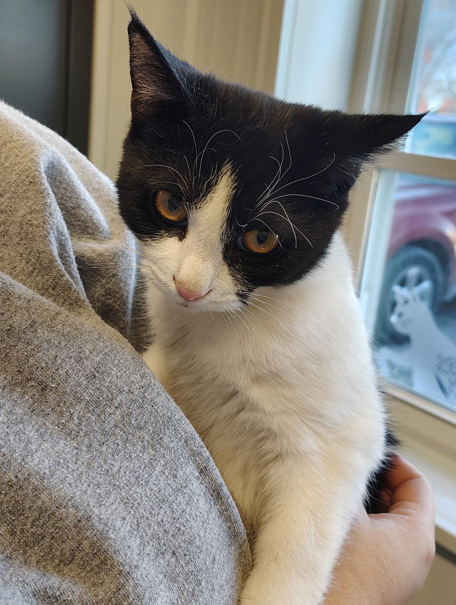 Brookie, adopted, Young Female Domestic Short Hair.