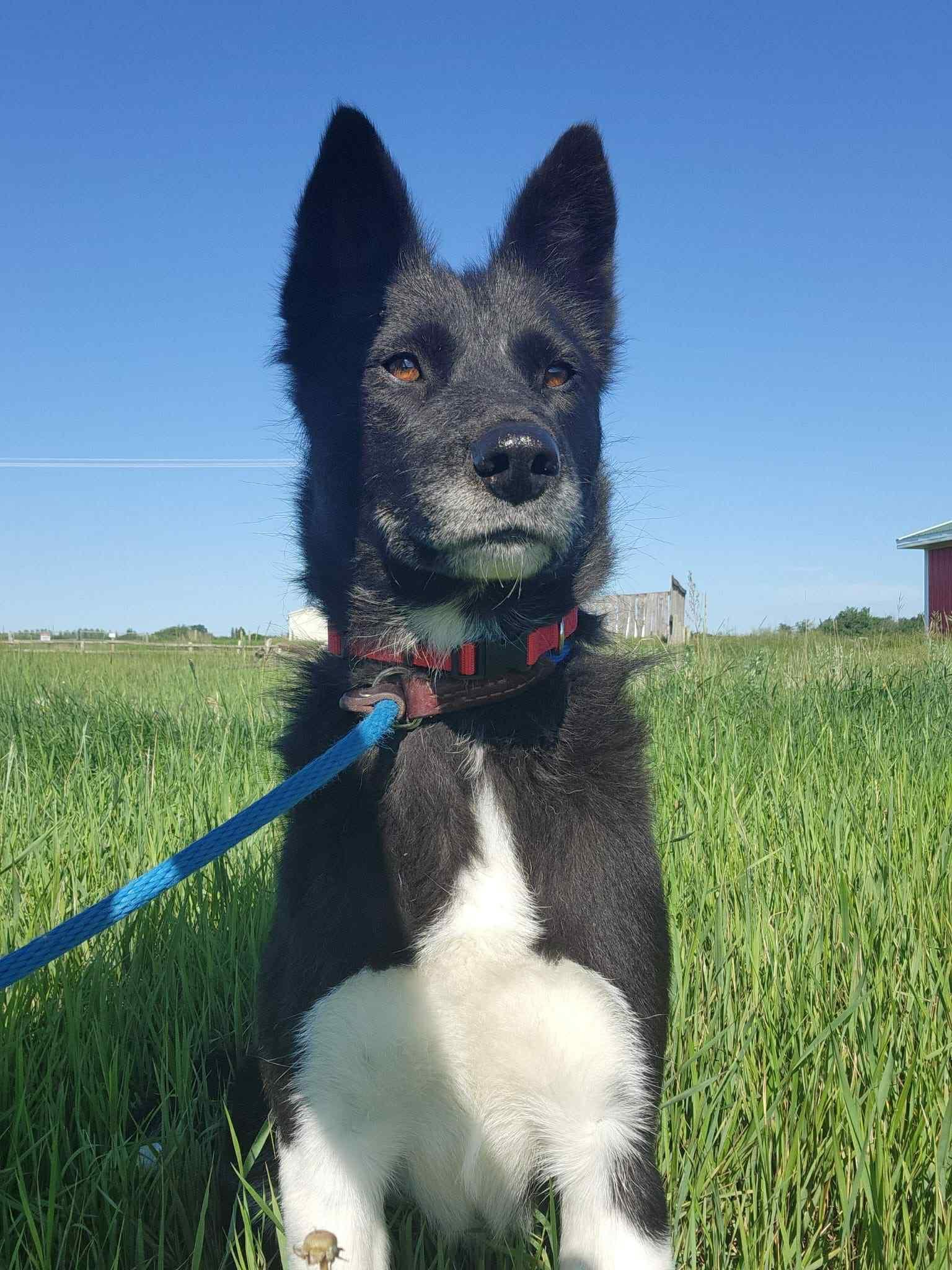 Jess, an adoptable Border Collie in Humboldt , SK, S0K 2A0 | Photo Image 4