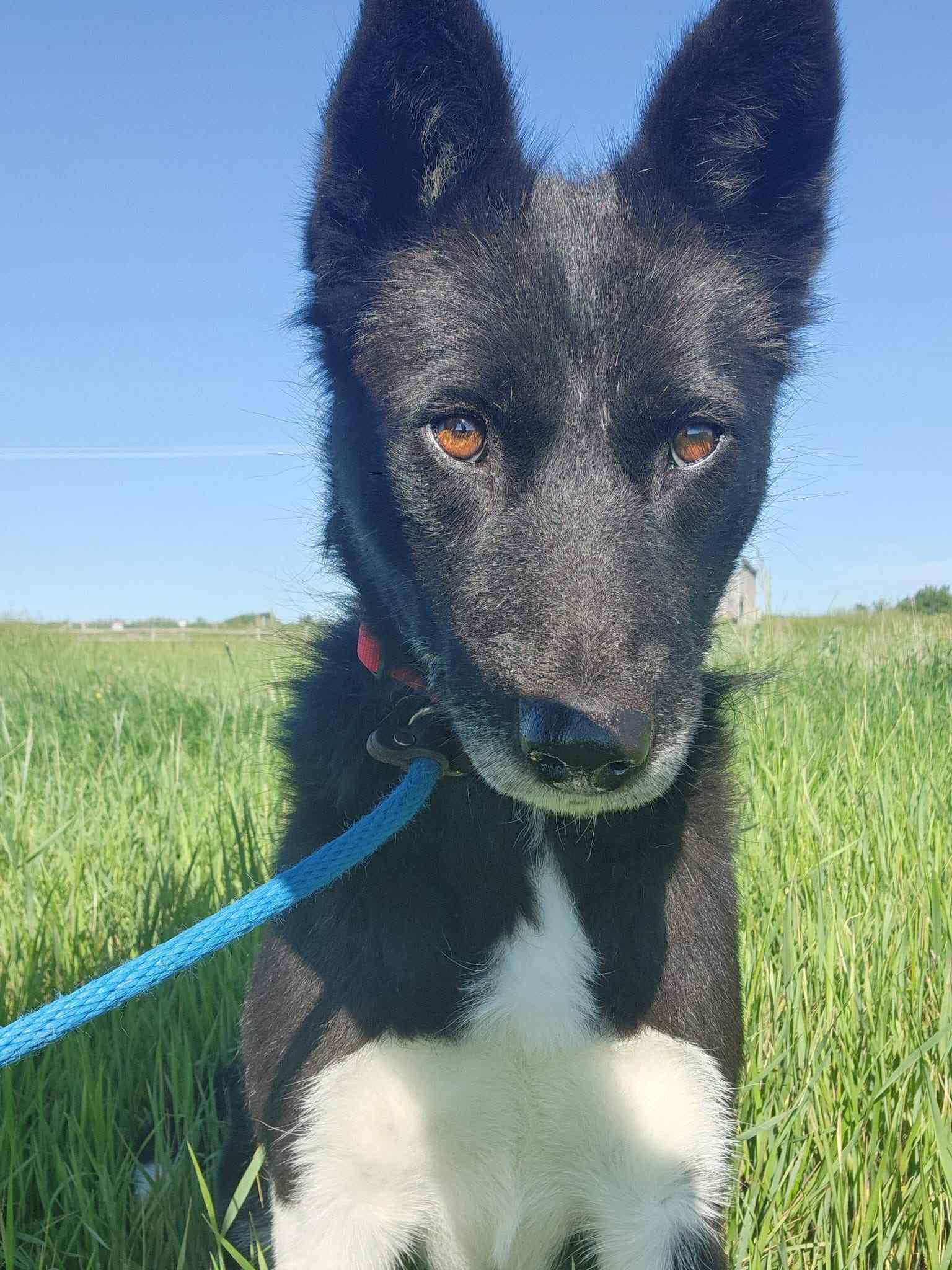 Jess, an adoptable Border Collie in Humboldt , SK, S0K 2A0 | Photo Image 3