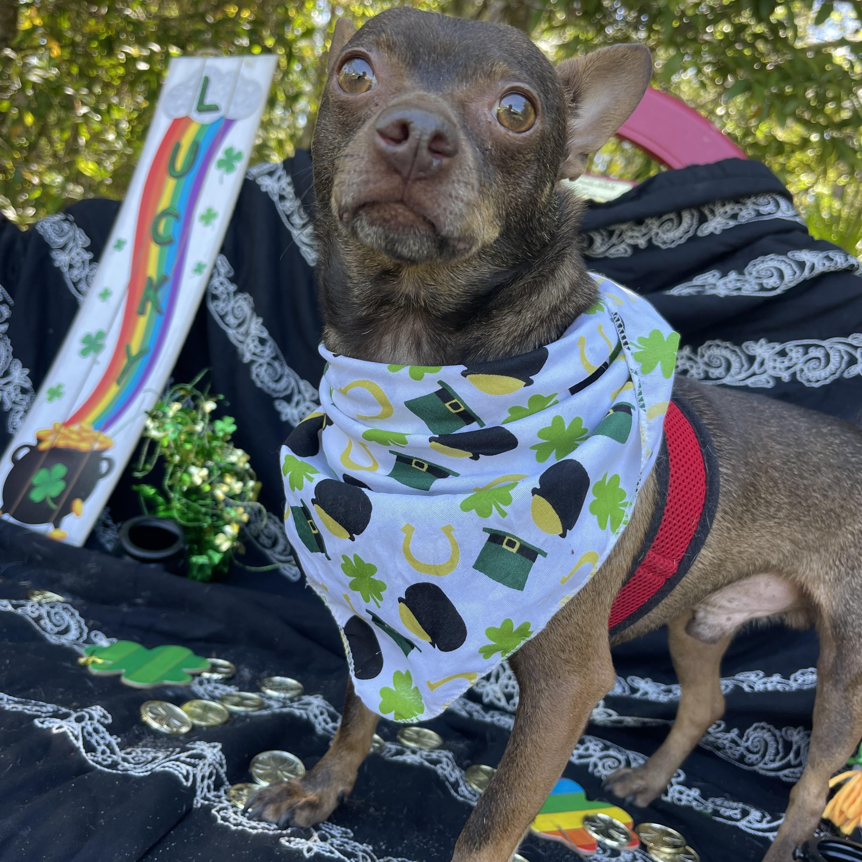 Chance, a Adoptable mixed breed in Sebring, FL image 5/6