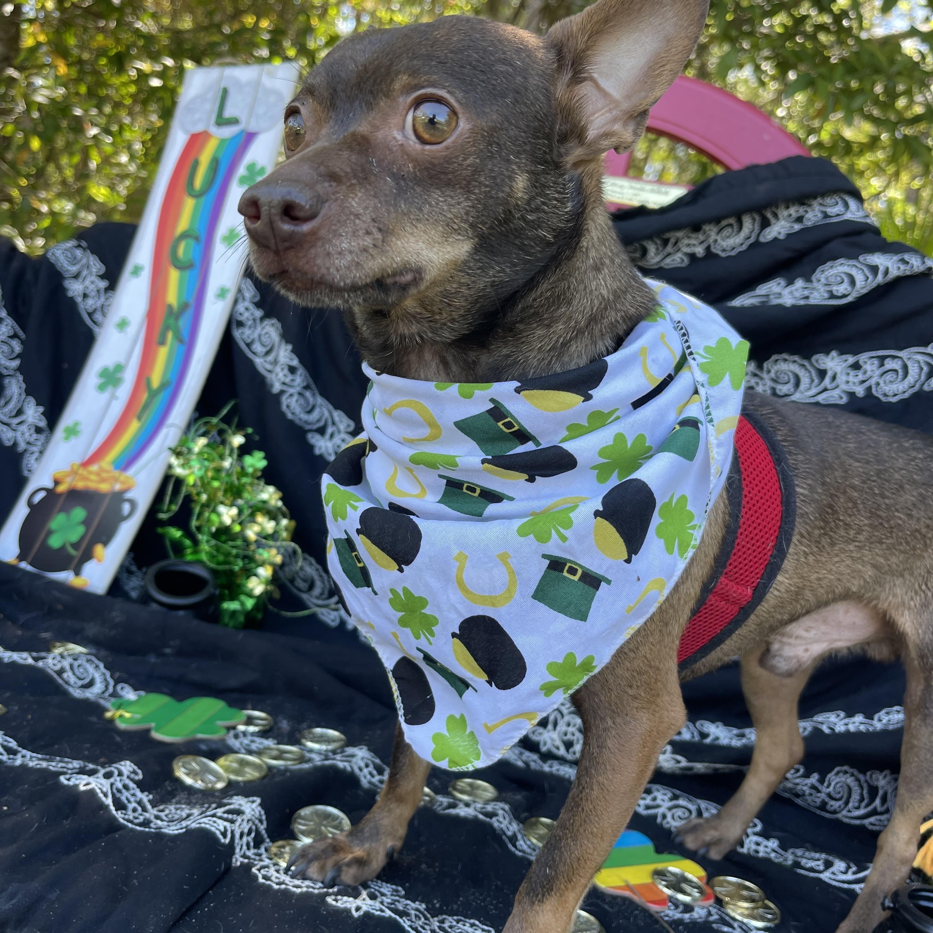 Chance, a Adoptable mixed breed in Sebring, FL image 4/6