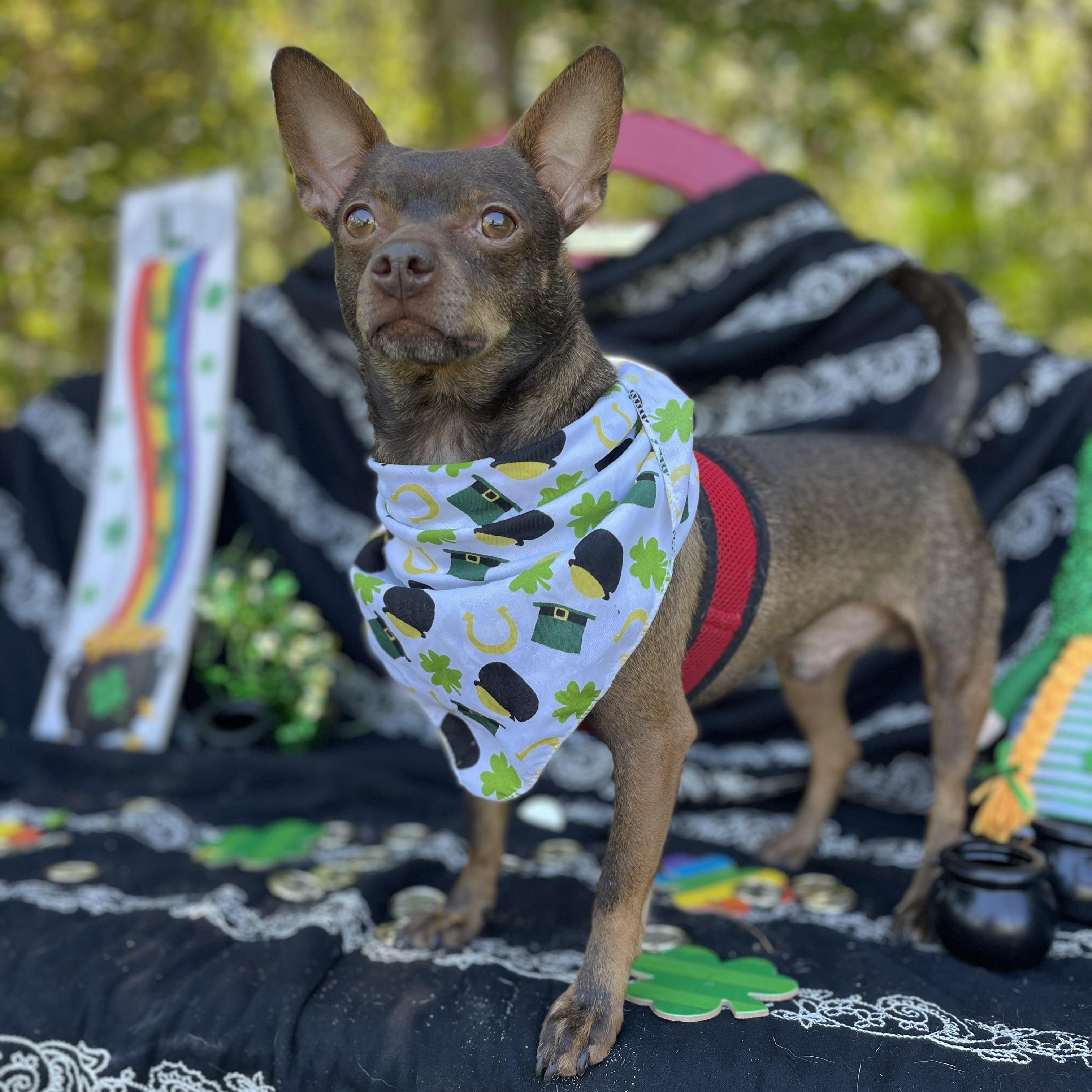 Chance, a Adoptable mixed breed in Sebring, FL image 6/6
